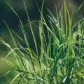 GrassConnect Project Officially Launches with Kick-Off Meeting in France